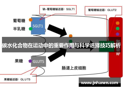 碳水化合物在运动中的重要作用与科学选择技巧解析